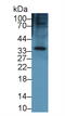 Keratocan antibody, MBS2026719, MyBioSource, Western Blot image 