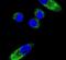 Cytochrome P450 Family 1 Subfamily A Member 1 antibody, PA5-15213, Invitrogen Antibodies, Immunofluorescence image 