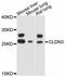 Claudin 3 antibody, LS-C747056, Lifespan Biosciences, Western Blot image 