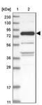 Zinc Finger And BTB Domain Containing 21 antibody, PA5-55141, Invitrogen Antibodies, Western Blot image 