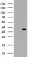 Kinesin Family Member 25 antibody, TA505429BM, Origene, Western Blot image 