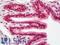 RUNX Family Transcription Factor 1 antibody, LS-B12520, Lifespan Biosciences, Immunohistochemistry paraffin image 
