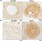 Endoplasmic Reticulum To Nucleus Signaling 1 antibody, NB100-2324, Novus Biologicals, Immunohistochemistry frozen image 