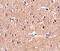 Polypeptide N-Acetylgalactosaminyltransferase 10 antibody, 5281, ProSci Inc, Immunohistochemistry frozen image 