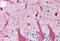 SNCG antibody, MBS242356, MyBioSource, Immunohistochemistry frozen image 