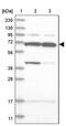 WD Repeat Domain 27 antibody, PA5-57975, Invitrogen Antibodies, Western Blot image 