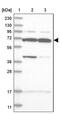 WD Repeat Domain 27 antibody, PA5-57975, Invitrogen Antibodies, Western Blot image 