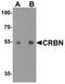 Cereblon antibody, A00983, Boster Biological Technology, Western Blot image 