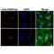 Histone H2B type 1-B antibody, NBP2-61501, Novus Biologicals, Immunofluorescence image 