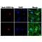 Histone Cluster 1 H2B Family Member B antibody, NBP2-61501, Novus Biologicals, Immunofluorescence image 