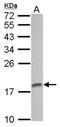 Amelogenin X-Linked antibody, NBP2-15373, Novus Biologicals, Western Blot image 