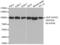 Heat Shock Protein 90 Alpha Family Class A Member 1 antibody, AHP2473, Bio-Rad (formerly AbD Serotec) , Western Blot image 