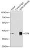 E2F Transcription Factor 6 antibody, 18-784, ProSci, Immunoprecipitation image 