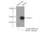 DNA Primase Subunit 1 antibody, 10773-1-AP, Proteintech Group, Immunoprecipitation image 