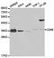 MCP antibody, TA327125, Origene, Western Blot image 
