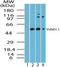 Nicotinamide Phosphoribosyltransferase antibody, orb95734, Biorbyt, Western Blot image 