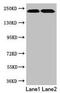 Talin 2 antibody, CSB-PA897282HA01HU, Cusabio, Western Blot image 