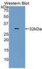 Carbonic Anhydrase 4 antibody, LS-C303842, Lifespan Biosciences, Western Blot image 
