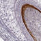 Keratin-associated protein 16-1 antibody, HPA070954, Atlas Antibodies, Immunohistochemistry paraffin image 