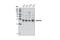Geminin DNA Replication Inhibitor antibody, 5165S, Cell Signaling Technology, Western Blot image 