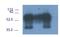 Phosphoprotein Membrane Anchor With Glycosphingolipid Microdomains 1 antibody, GTX14989, GeneTex, Immunoprecipitation image 