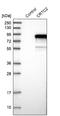 CREB Regulated Transcription Coactivator 2 antibody, NBP1-86926, Novus Biologicals, Western Blot image 