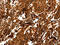 Actin Alpha 2, Smooth Muscle antibody, CSB-PA979441, Cusabio, Immunohistochemistry frozen image 