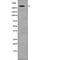 Inositol 1,4,5-Trisphosphate Receptor Type 1 antibody, abx216294, Abbexa, Western Blot image 