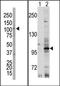 EPH Receptor A7 antibody, AP14288PU-N, Origene, Western Blot image 