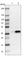 Ankyrin Repeat And SOCS Box Containing 8 antibody, HPA003299, Atlas Antibodies, Western Blot image 