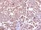 Cholecystokinin B Receptor antibody, PA5-27169, Invitrogen Antibodies, Immunohistochemistry paraffin image 