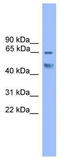 RUNX Family Transcription Factor 2 antibody, TA329204, Origene, Western Blot image 