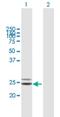 Coenzyme Q4 antibody, H00051117-B01P, Novus Biologicals, Western Blot image 