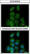 ERK8 antibody, GTX107519, GeneTex, Immunofluorescence image 