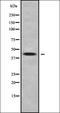 DL antibody, orb337852, Biorbyt, Western Blot image 