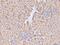 Betaine--Homocysteine S-Methyltransferase antibody, A06712-2, Boster Biological Technology, Immunohistochemistry paraffin image 