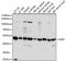 GDP Dissociation Inhibitor 2 antibody, GTX35241, GeneTex, Western Blot image 