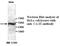 Carbonic Anhydrase 9 antibody, MBS415789, MyBioSource, Western Blot image 