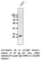 RAB1B, Member RAS Oncogene Family antibody, AB0018-100, SICGEN, Western Blot image 