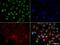 Heterogeneous Nuclear Ribonucleoprotein L antibody, NB120-6106, Novus Biologicals, Immunofluorescence image 