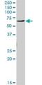 Essential Meiotic Structure-Specific Endonuclease 1 antibody, H00146956-B01P, Novus Biologicals, Western Blot image 