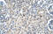 Serine Hydroxymethyltransferase 2 antibody, 30-164, ProSci, Immunohistochemistry paraffin image 