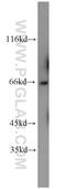 GRB2 Associated Binding Protein 3 antibody, 20089-1-AP, Proteintech Group, Western Blot image 