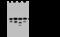 Eukaryotic Translation Initiation Factor 3 Subunit J antibody, 202474-T46, Sino Biological, Western Blot image 