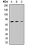 NMDA Receptor Synaptonuclear Signaling And Neuronal Migration Factor antibody, orb412298, Biorbyt, Western Blot image 