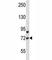 Forkhead Box O3 antibody, F43583-0.4ML, NSJ Bioreagents, Western Blot image 