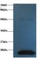 Cystatin C antibody, LS-C211196, Lifespan Biosciences, Western Blot image 