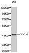 Cell Division Cycle 37 antibody, MBS125350, MyBioSource, Western Blot image 