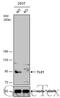 TLE Family Member 1, Transcriptional Corepressor antibody, GTX110092, GeneTex, Western Blot image 