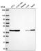 Serine/Threonine Kinase Receptor Associated Protein antibody, HPA073876, Atlas Antibodies, Western Blot image 